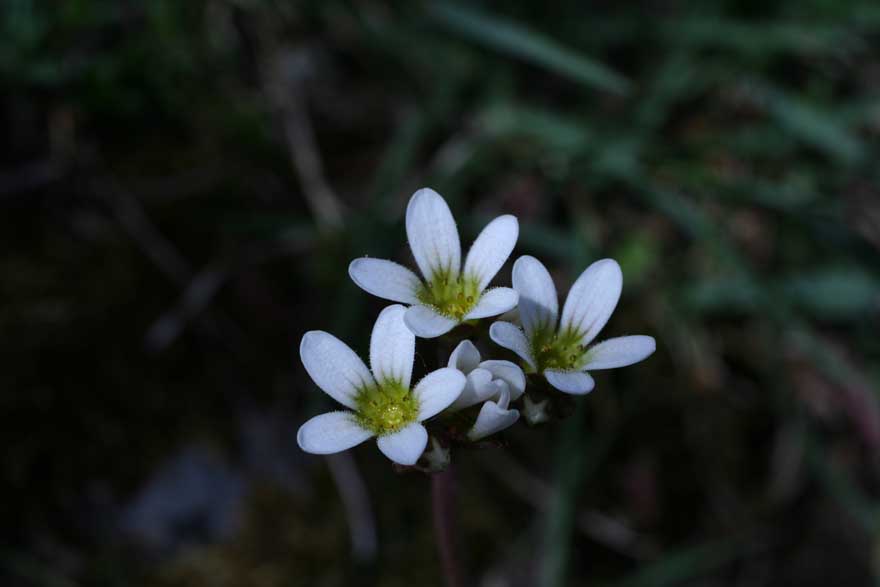 Saxifraga bulbifera / Sassifraga bulbifera