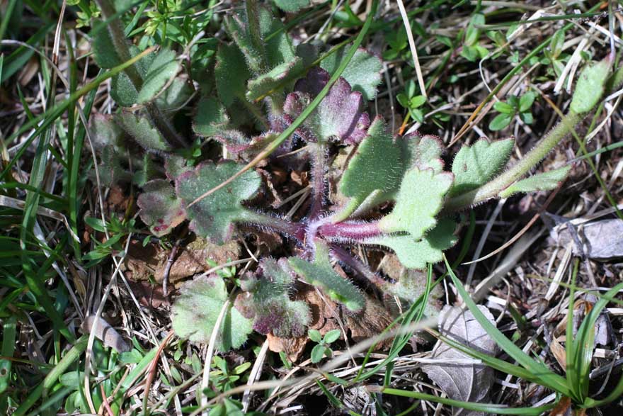 Saxifraga bulbifera / Sassifraga bulbifera