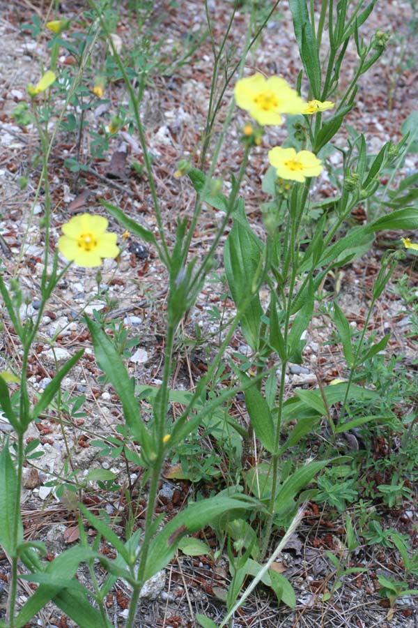 Tuberaria guttata