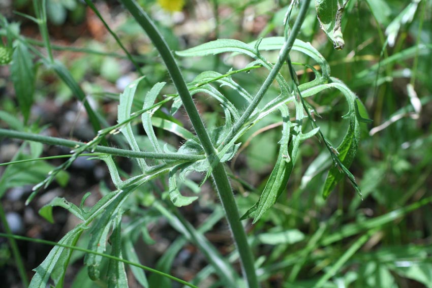 Scabiosa: Sixalis atropurpurea?