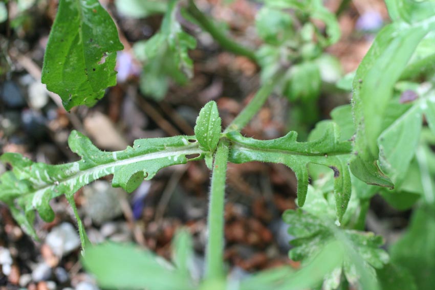 Scabiosa: Sixalis atropurpurea?