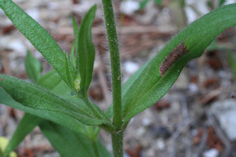 Tuberaria guttata