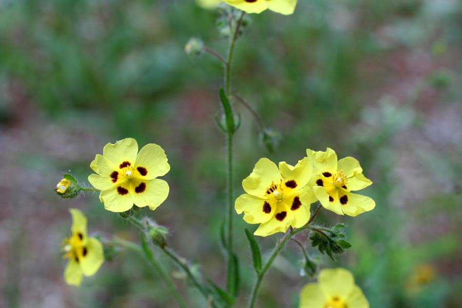 Tuberaria guttata