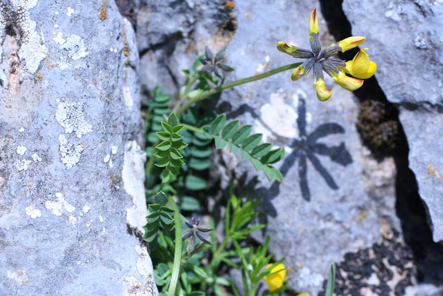 Hippocrepis comosa / Sferracavallo comune