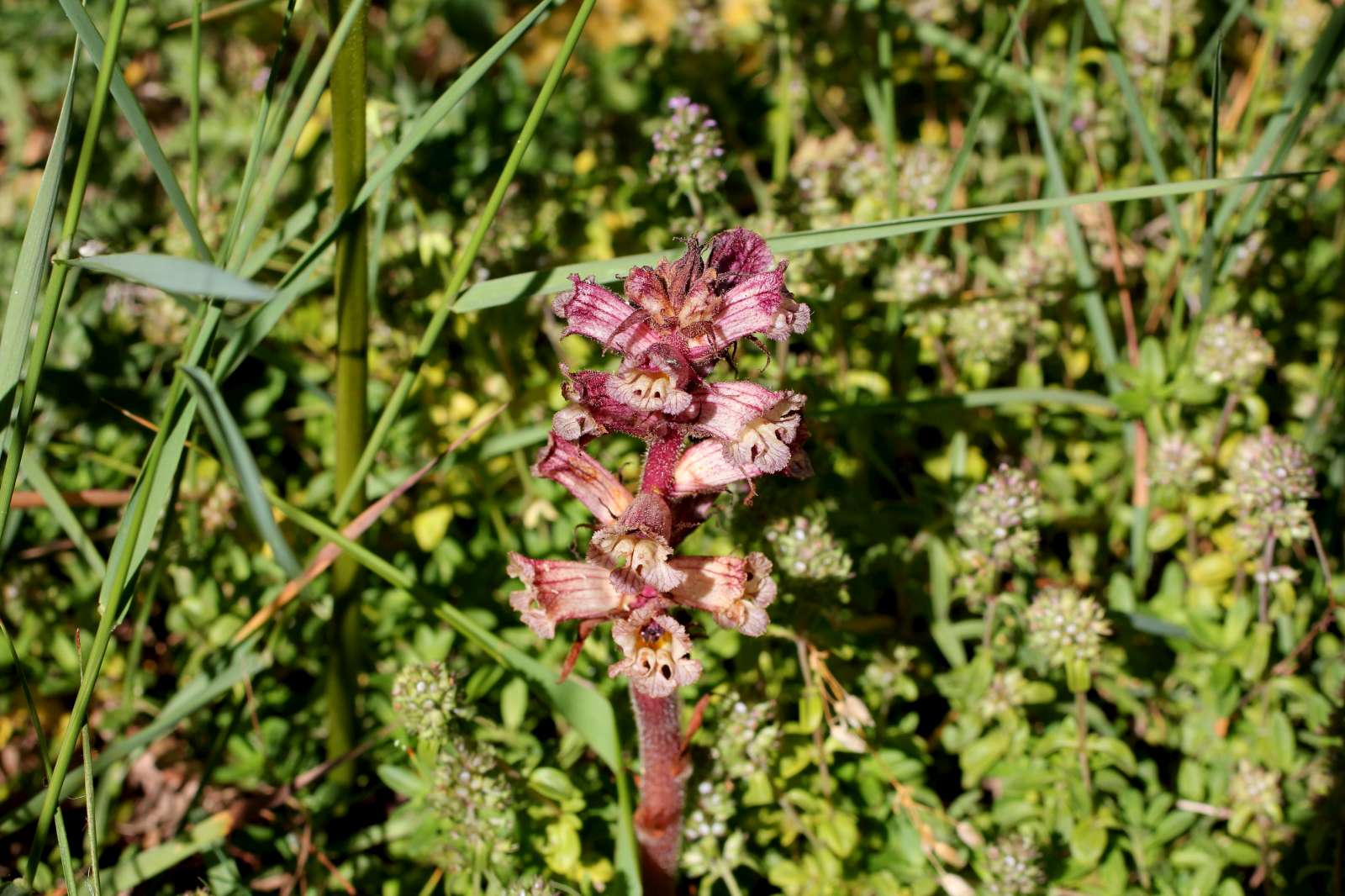 Orobanche alba / Succiamele del serpillo