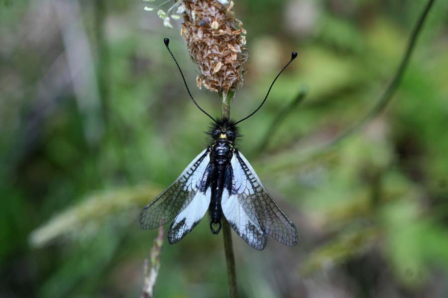 Libelloides lacteus