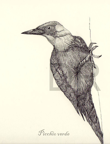 Picchio verde e Saturnia pavonia minore