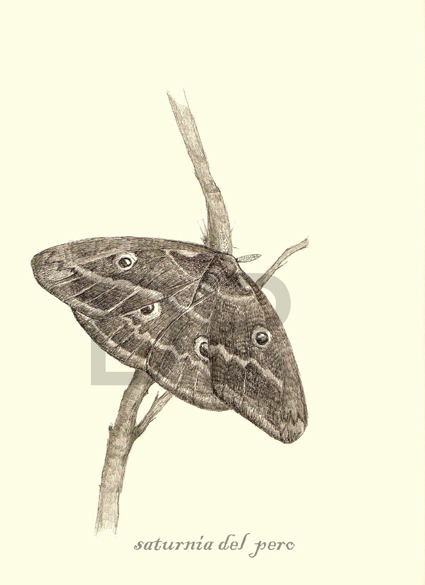 Picchio verde e Saturnia pavonia minore