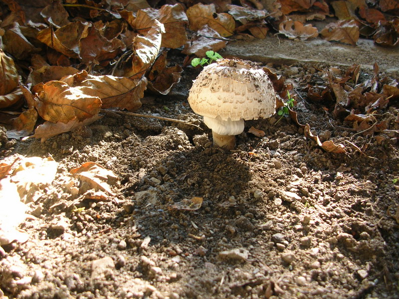 due soggetti da determinare