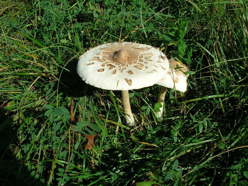 .2 soggetti da determinare