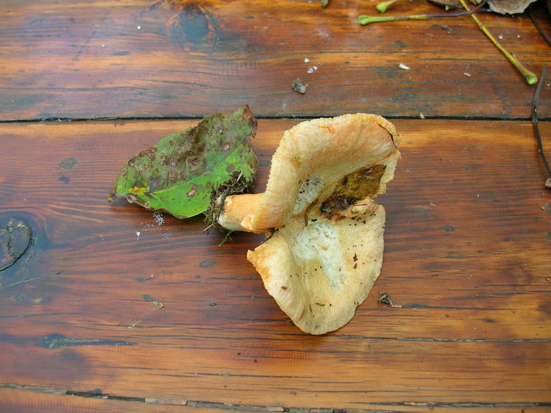 ..3 soggetti da determinare