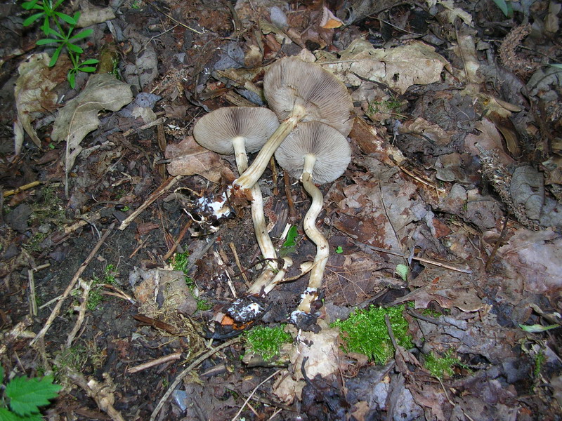 ..3 soggetti da determinare