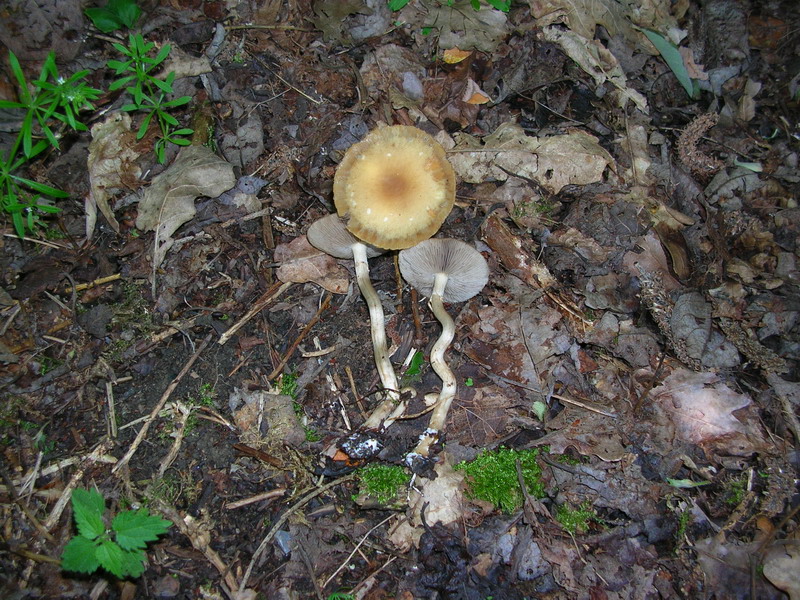 ..3 soggetti da determinare