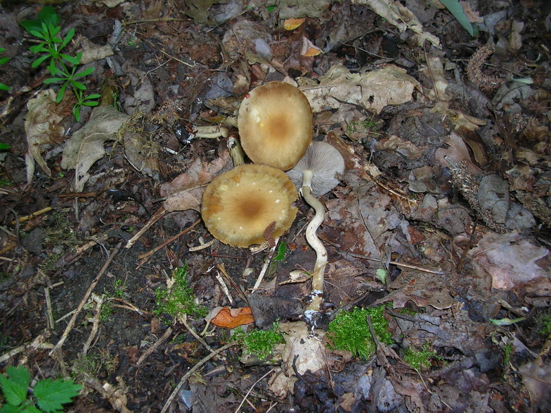 ..3 soggetti da determinare