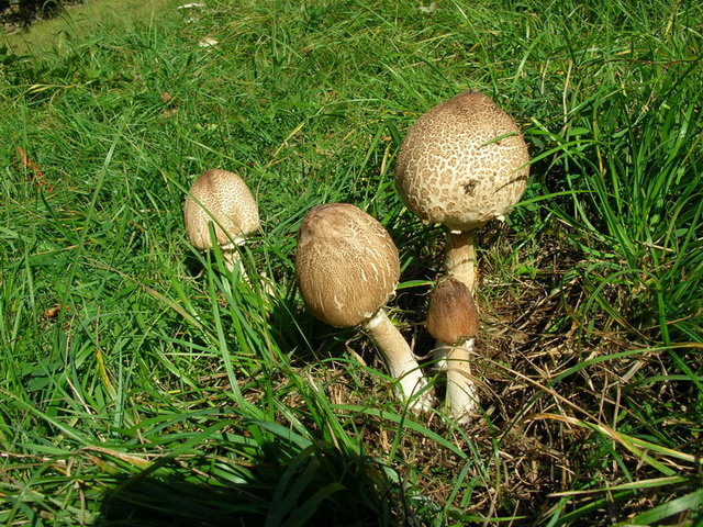 .2 soggetti da determinare