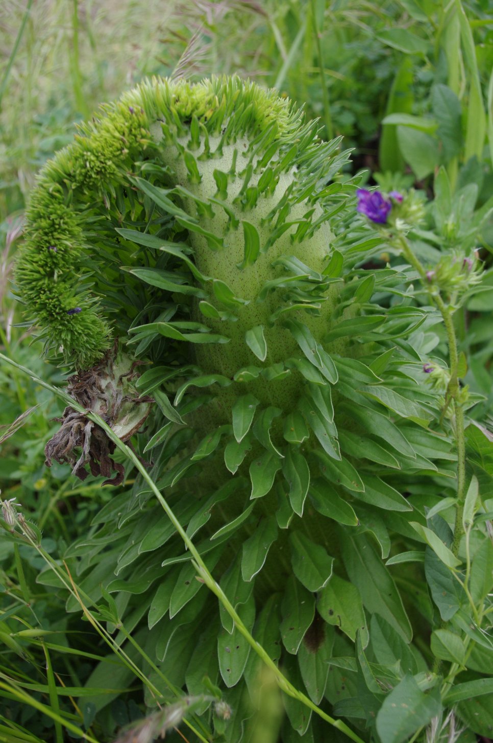 Fasciazione su Echium