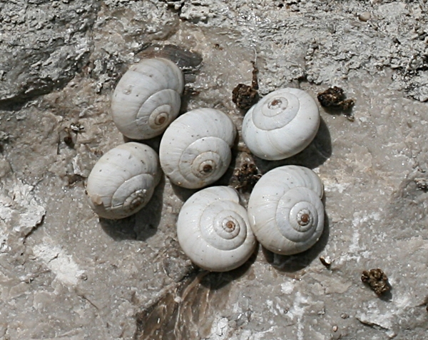 Chiocchiole terrestriche di Austria