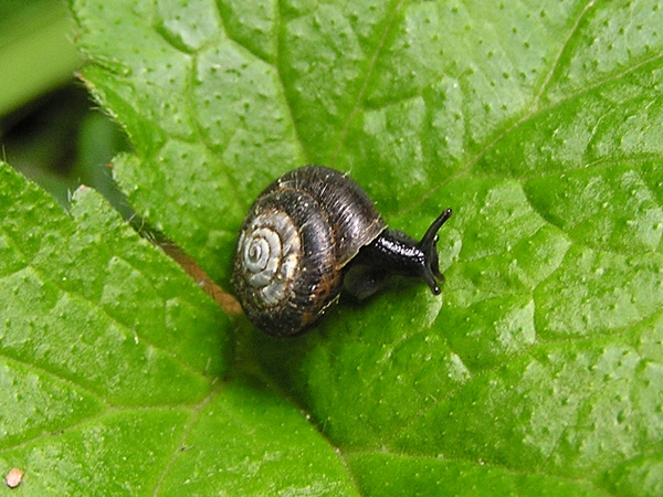 Identificazione di un Trochulus (Ex Trichia)