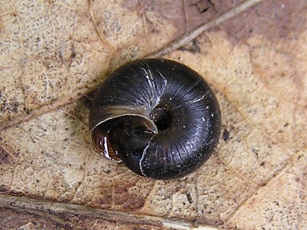 Identificazione di un Trochulus (Ex Trichia)