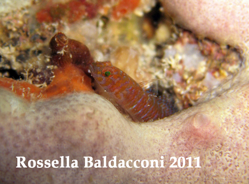Corcyrogobius liechtensteini - Minorca 29-05-2012