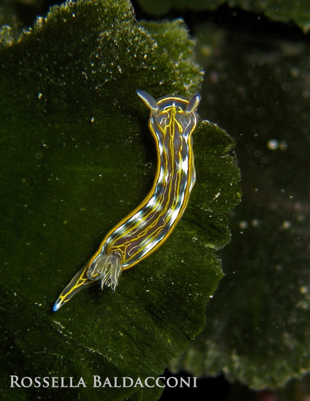 Hypselodoris villafranca