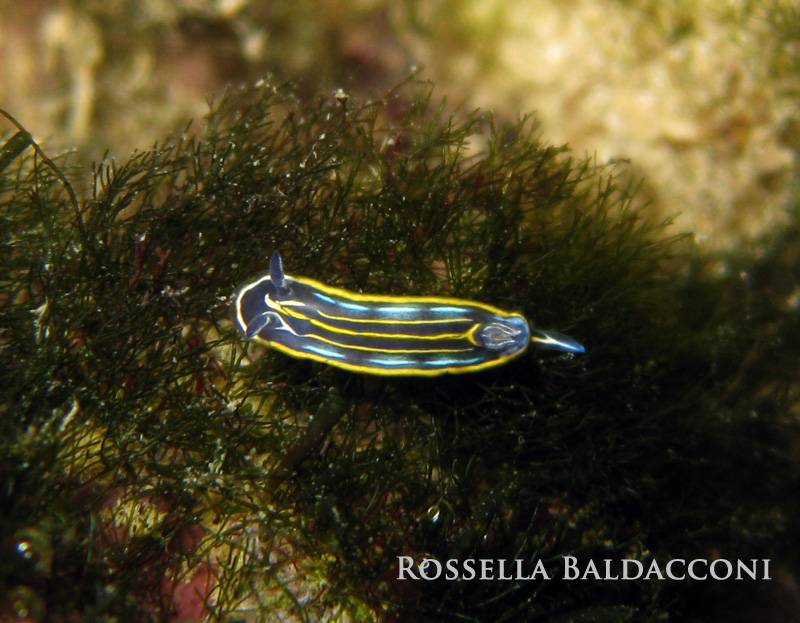 Hypselodoris villafranca