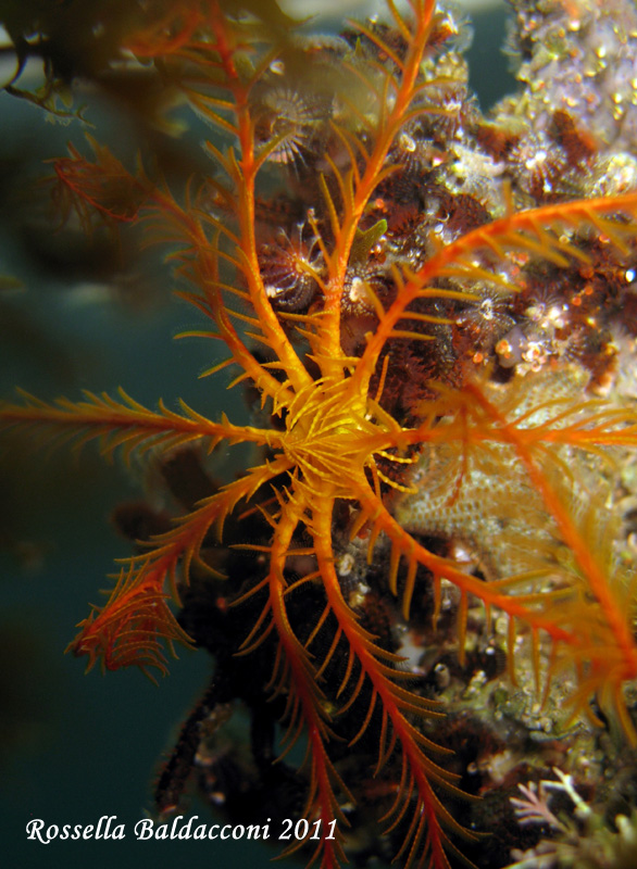 I mille colori di Antedon mediterranea