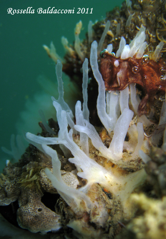 Oceanapia isodictyformis