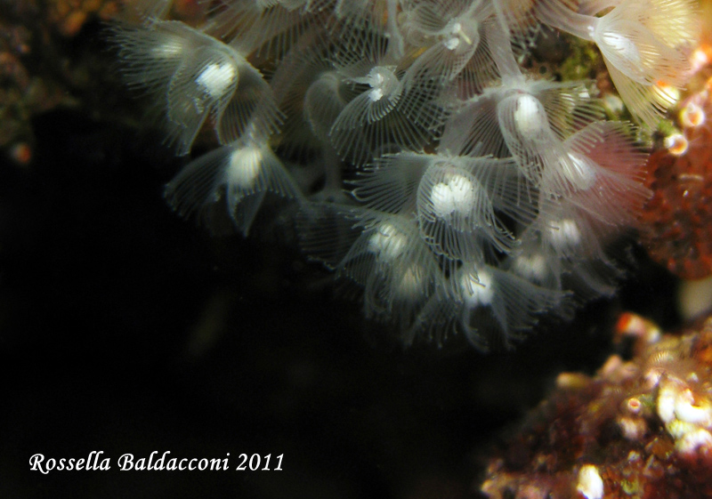 Phoronis sp.