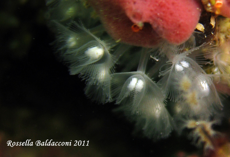 Phoronis sp.