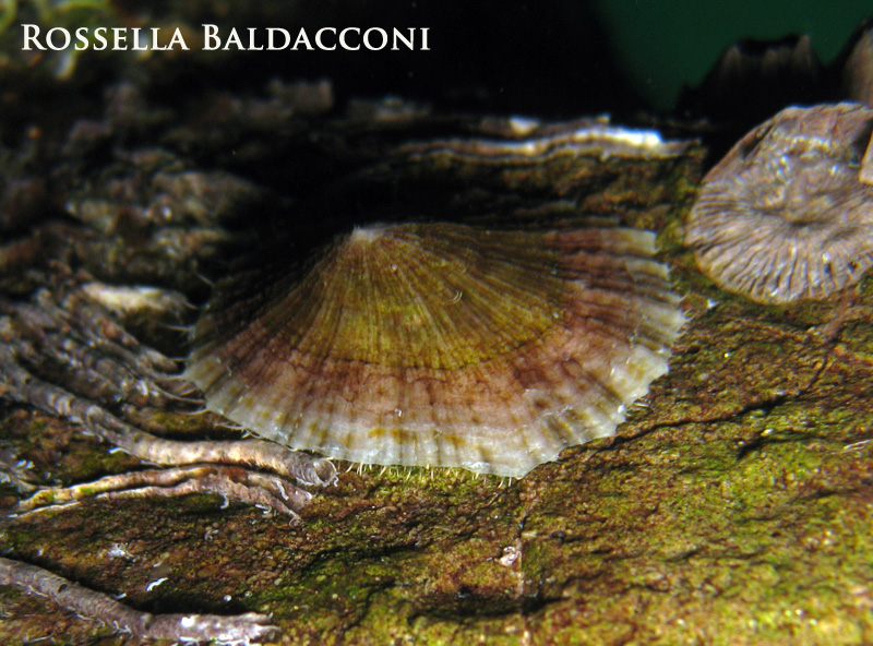 Patella caerulea