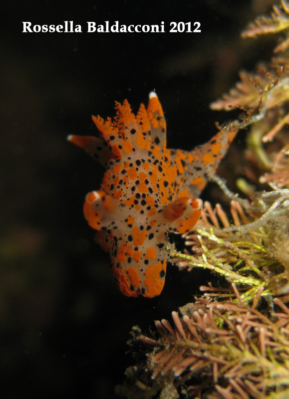 Thecacera pennigera (Montagu, 1815)