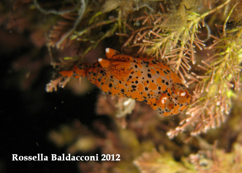 Thecacera pennigera (Montagu, 1815)