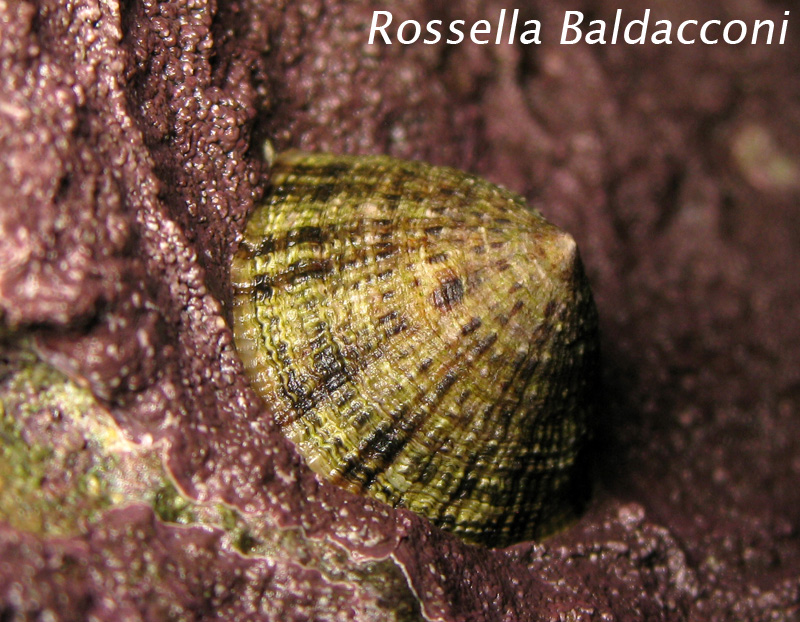 Patella rustica