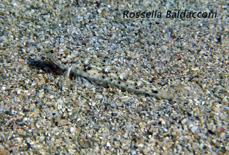 Pomatoschistus marmoratus