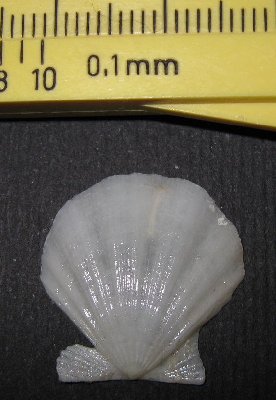 Pectinidae