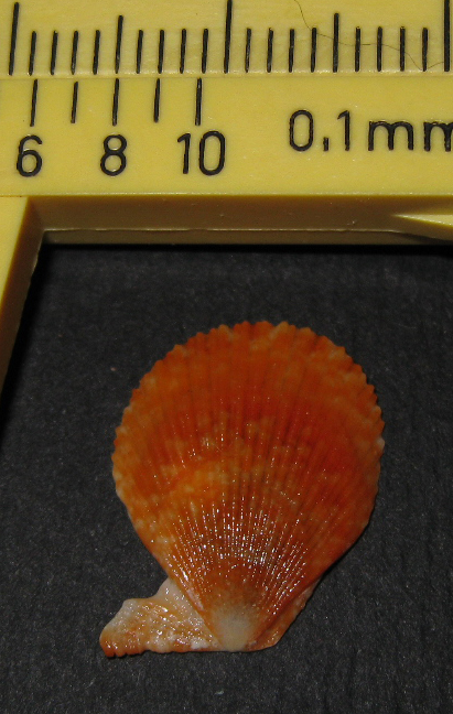 Pectinidae