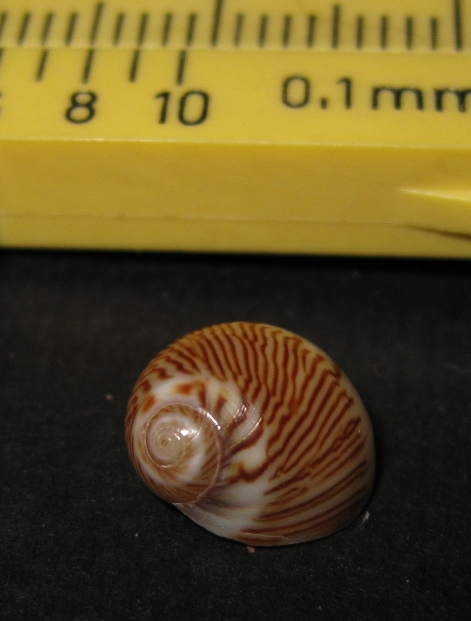 Tectonatica filosa ?