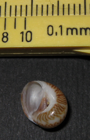 Tectonatica filosa ?