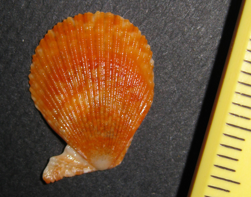 Pectinidae