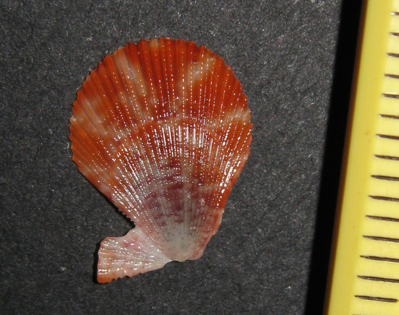 Pectinidae