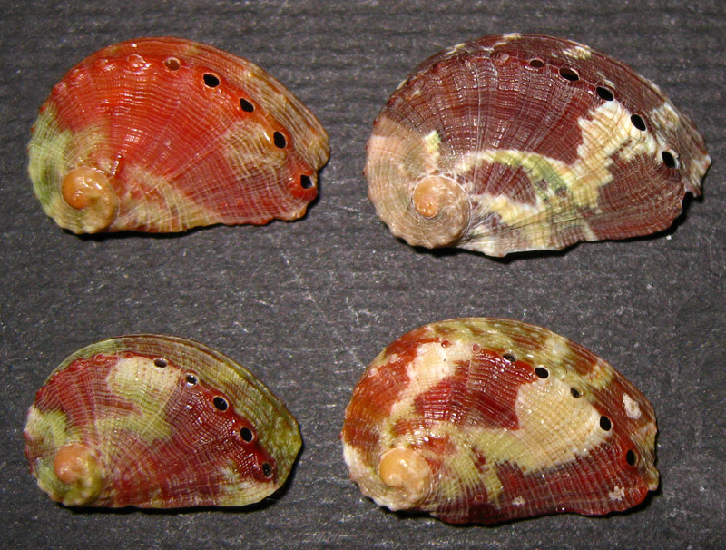 Haliotis tuberculata?