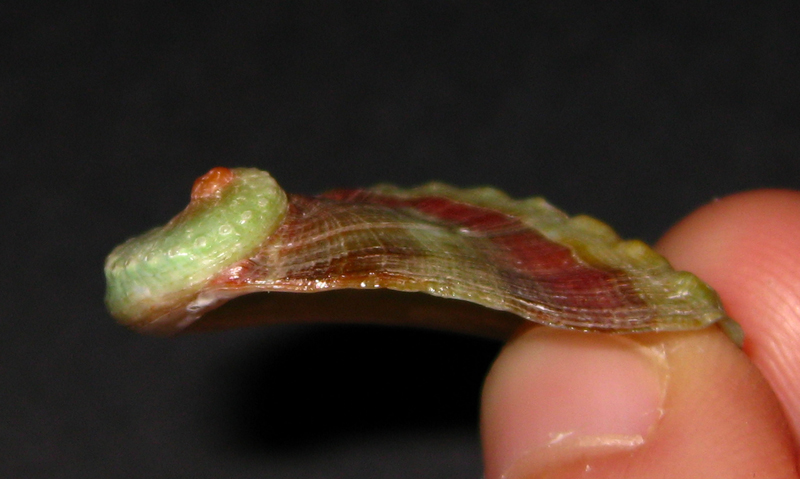 Haliotis tuberculata?