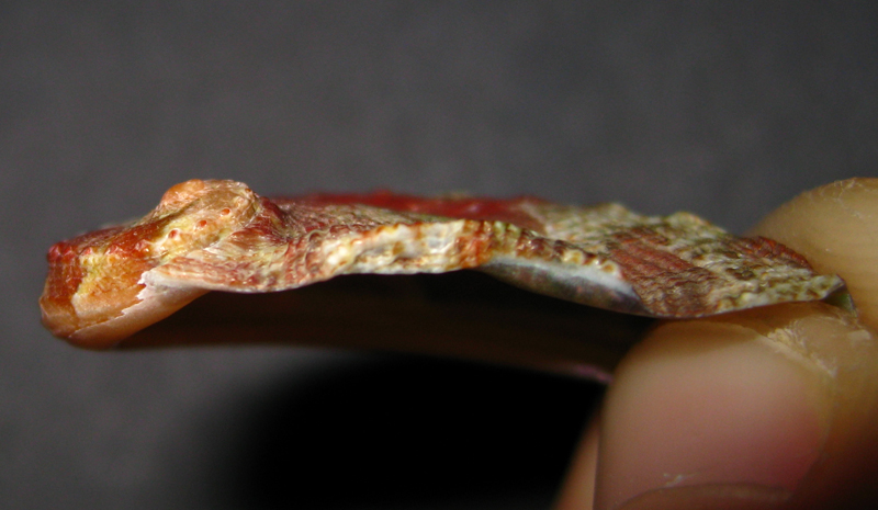 Haliotis tuberculata?