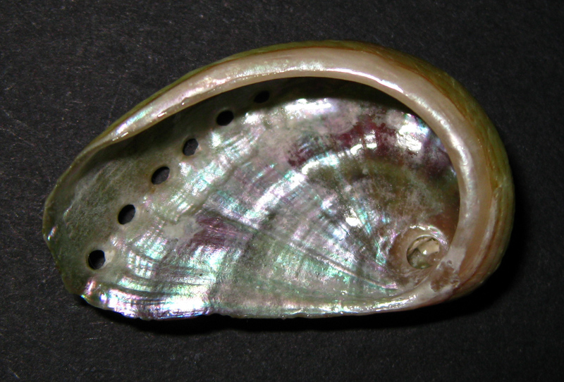 Haliotis tuberculata?
