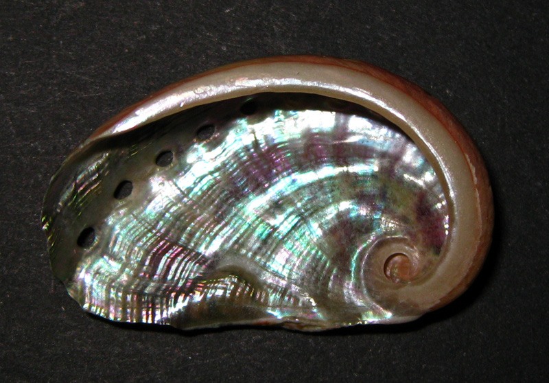 Haliotis tuberculata?