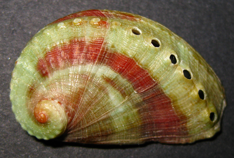 Haliotis tuberculata?