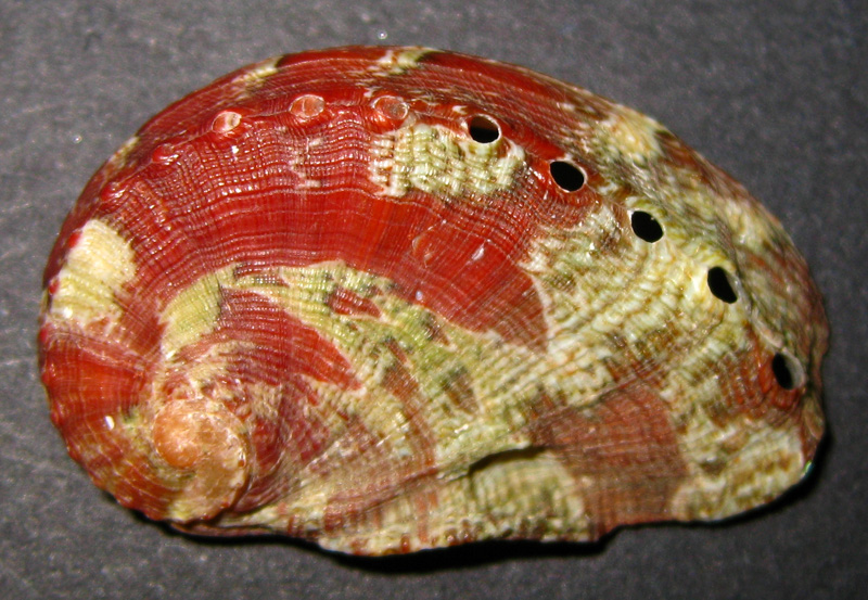 Haliotis tuberculata?