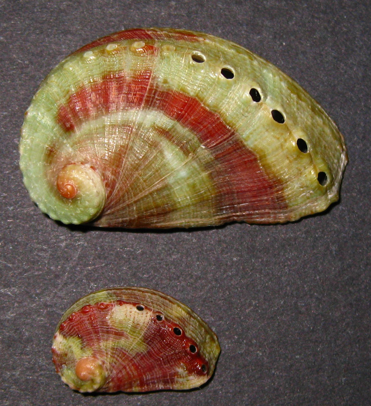Haliotis tuberculata?