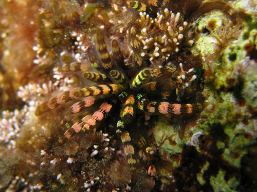 Champia parvula